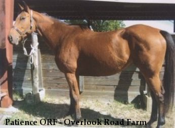 Patience ORF - Overlook Road Farm